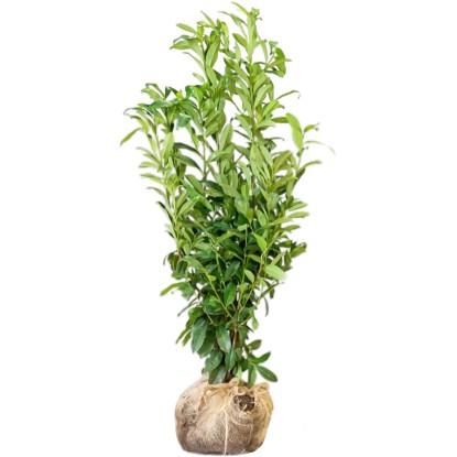 "Genolia" babérmeggy készlet 30 db magasság kb. 125-150 cm bálaáru Prunus