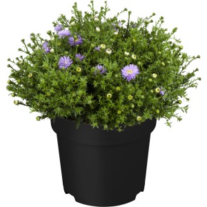 Cserepes kerti őszirózsa lila virágokkal és zöld levelekkel. Őszi növény a GROW by OBI-tól.