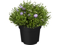 OBI évelő őszirózsa cserépátmérő: kb. 19 cm Aster OBI évelő őszirózsa cserépátmérő: kb. 19 cm Aster