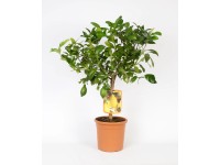 Lemon citrusfa világoszöld cserépátmérő: kb. 20 cm Lemon citrusfa világoszöld cserépátmérő: kb. 20 cm