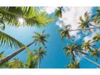 Vlies fotótapéta Coconut Heaven II 450 cm x 280 cm