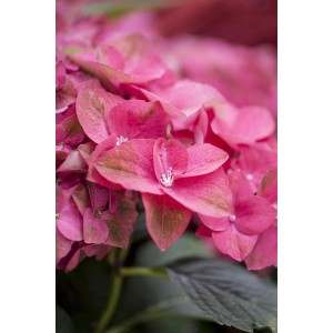 Közelkép egy piros-zöld Hortenzia Green Shadow (Hydrangea macrophylla) virágzó virágairól.