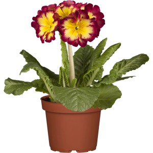 Cserépben lévő GROW by OBI magas kankalin (Primula elatior) dupla, piros és sárga virágokkal.