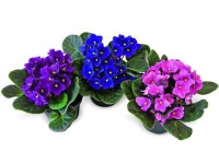 Fokföldi ibolya (Saintpaulia)