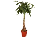 Vadkakaó - Pachira aquatica cserépátmérő: kb. 21 cm