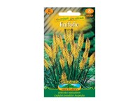 Fürtös fáklyaliliom