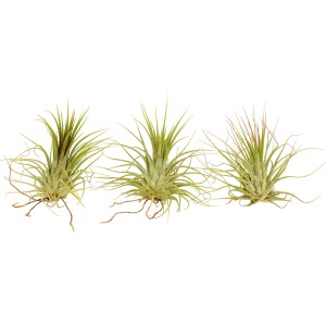 Három zöld Tillandsia Ionantha, egy könnyen kezelhető és dekoratív bromélia.