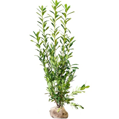 "Caucasica" babérmeggy készlet 15 darab magasság kb. 175-200 cm bálaáru
