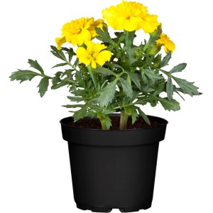Sárga-narancssárga bársonyvirág cserépben, kb. 12 cm-es cserépátmérővel. Virágzó álló növény erkélyre és kertbe.