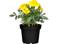 OBI bársonyvirág méhbarát cserépátmérő kb. 12 cm sárga-narancssárga OBI bársonyvirág méhbarát cserépátmérő kb. 12 cm sárga-narancssárga