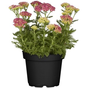 GROW by OBI közönséges cickafark cserépben, rózsaszín-fehér virágok, kb. 12 cm-es cserépátmérő.