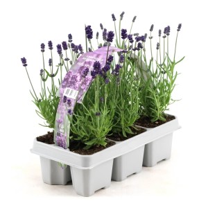 GROW by OBI Felice levendula 6 darabos csomag lila virágokkal, szürke tálcán.