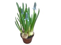 Mini gyöngyike színes zacskóban