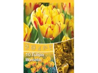 Monsella tulipán Monsella tulipán