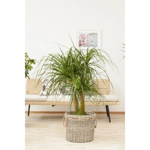 Elefántláb (Beaucarnea recurvata), kb. 120-140 cm magas, szürke kosárban, szobanövény pálma.