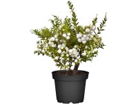 OBI mirtuszhanga fehér magassága kb. 10-20 cm cserepe kb. 1 liter Pernyetta OBI mirtuszhanga fehér magassága kb. 10-20 cm cserepe kb. 1 liter Pernyetta