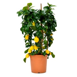 Citromfa (Citrus limone) cserépben, kb. 80 cm magas, érett, sárga gyümölcsökkel.