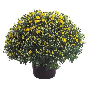 Sárga őszi krizantém cserépben, kb. 40 cm magas. Chrysanthemum indicum.