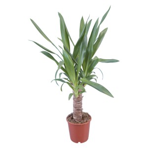 Cserepes Palmlilie (Yucca elephantipes), szobanövény zöld levelekkel.