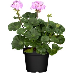 Álló muskátli (Pelargonium Zonale) cserépben, rózsaszín virágokkal és zöld levelekkel.