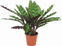 Zebralevél cserépátmérő: kb. 14 cm Calathea lancifolia Zebralevél cserépátmérő: kb. 14 cm Calathea lancifolia