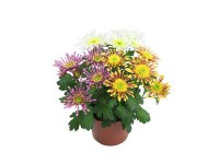 Krizantém Splash trio 12 cm Krizantém Splash trio 12 cm