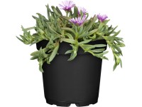 OBI bíborvörös délvirág cserépátmérő: kb. 13 cm Delosperma