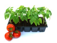 Paradicsom 10-es pack kiszerelésben kerti növény étkezésre alkalmas