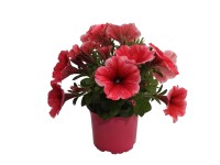 Petúnia rózsaszín 10,5 cm cserépben Petúnia rózsaszín 10,5 cm cserépben