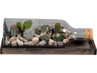 Kaktusz kompozíció üvegpalackban cserép hossza kb. 48 cm