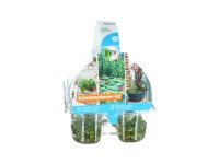 OBI úszónövények hatos csomagban cserépátmérő: kb. 6 cm OBI úszónövények hatos csomagban cserépátmérő: kb. 6 cm