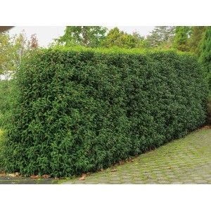 Örökzöld sövény portugál babérmeggy Angustifolia a kertben.