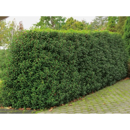 OBI japán kecskerágó különböző fajták magassága kb. 30-40 cm cserepe kb. 5 l