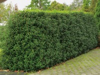 OBI japán kecskerágó különböző fajták magassága kb. 30-40 cm cserepe kb. 5 l OBI japán kecskerágó különböző fajták magassága kb. 30-40 cm cserepe kb. 5 l