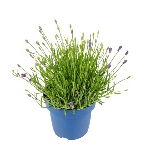 'Hidcote Blue' levendula kék cserépben, lila virágzat. Aromás cserepes növény.