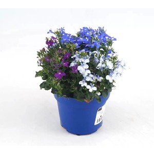 Virágzó Lobélia Hot Bavaria cserépben (cserép átmérője kb. 12 cm) kék, fehér és lila virágokkal.
