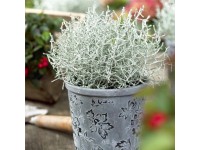 Párnacserje (ezüst növény) festett cserépátmérő: kb. 11 cm Calocephalus Párnacserje (ezüst növény) festett cserépátmérő: kb. 11 cm Calocephalus