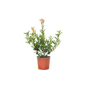 Fényeslevelű Carre Rouge cserépben, piros levelekkel, kb. 45 cm magas.