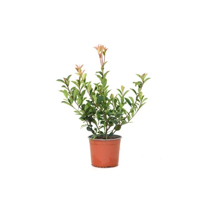 GROW by OBI korallberkeny Carre Rouge magas 45cm edény 3liter-Photinia x fraseri