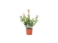 GROW by OBI korallberkeny Carre Rouge magas 45cm edény 3liter-Photinia x fraseri