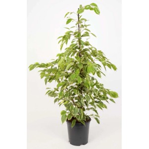 Cserepes fikusz (Ficus Benjamina), kb. 95-105 cm magas, zöld-fehér tarka levelekkel.