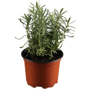 GROW by OBI Törpe Kék Levendula cserépben, lila virágokkal és szürkészöld lombbal.