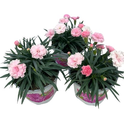 "I Love You" kerti szegfű pink cserépátmérő kb. 12 cm Dianthus caryophyllus