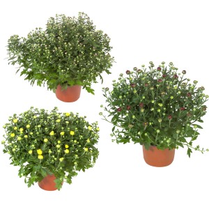 Három cserepes őszi krizantém sárga, piros és fehér virágokkal. Chrysanthemum indicum.