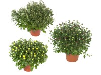 Krizantém cserépátmérő: kb. 13 cm Chrysanthemum Krizantém cserépátmérő: kb. 13 cm Chrysanthemum