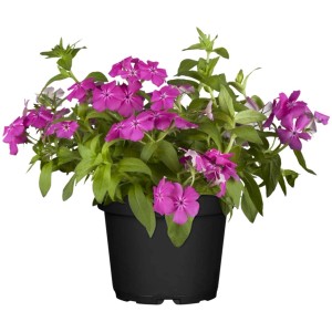 Élénk rózsaszín lángvirág (Phlox) cserépben, kb. 13 cm Ø. Nyári virágzó növény ágyásokba és erkélyekre.
