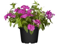 Lángvirág Lángvirág