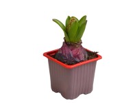Kerti jácint piros magasság kb. 10-15 cm cserépátmérő 9 cm Hyacinthus orientalis