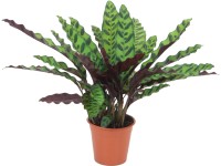 GROW by OBI csíkos zebralevél kb. 45 cm Calathea lancifolia cserépátmérő 14 cm