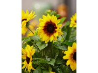 OBI napraforgó OBI napraforgó